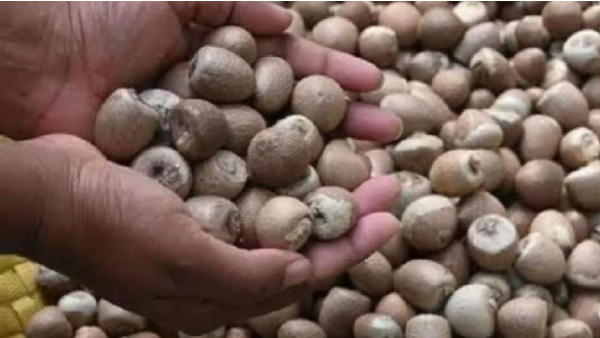 Arecanut Price increse in davanagere district on june 15 2024 know details Arecanut Price increse in davanagere district on june 15 2024 know details