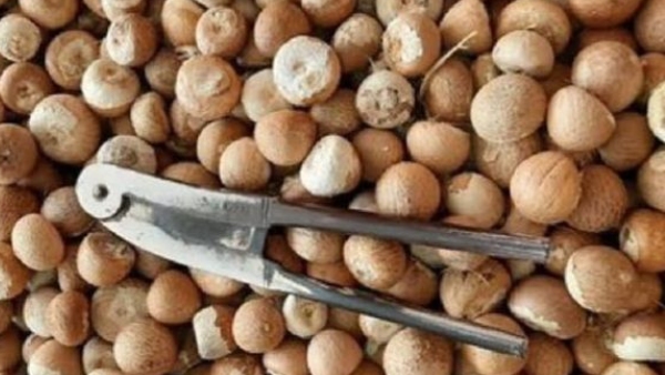 Arecanut Price increse in davanagere district on june 13 2024