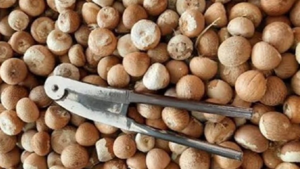 Arecanut Price increase in davanagere district on june 19th 2024 know details Arecanut Price increase in davanagere district on june 19th 2024 know details