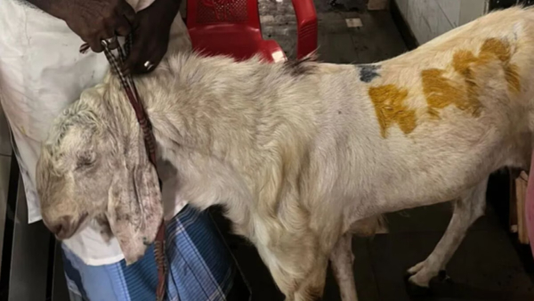 Rama s name on the sheep sacrificed for Bakrid