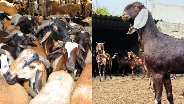 Bakrid 2024 Goats Demand Increases Compared to Sheeps This Bakrid