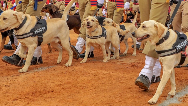 Sniff Out Synthetic Drugs Bengaluru Police Trained 5 Dogs