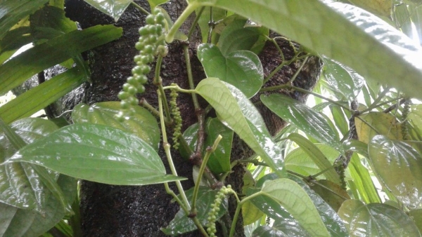 Tips For Farmers How To Protect Black Pepper Wine During Rainy Season Tips For Farmers How To Protect Black Pepper Wine During Rainy Season