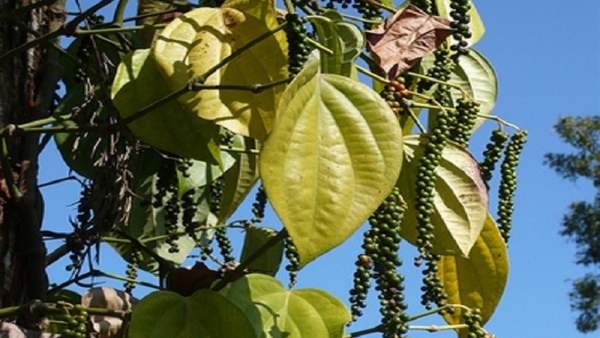Tips For Farmers How To Protect Black Pepper Wine During Rainy Season Tips For Farmers How To Protect Black Pepper Wine During Rainy Season