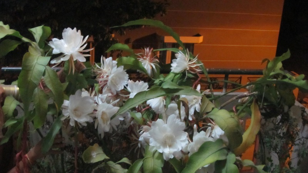 Here Is The Information About Saussurea obvallata Or Brahma Kamalam