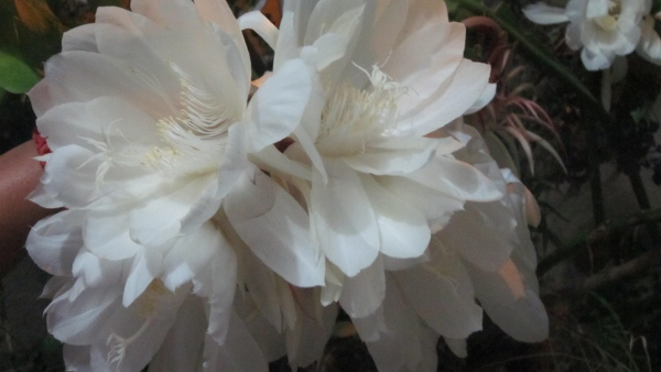 Here Is The Information About Saussurea obvallata Or Brahma Kamalam