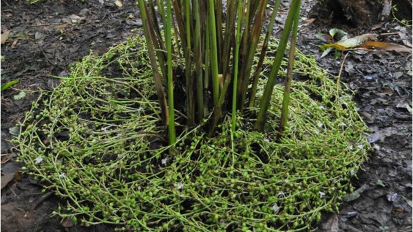 Cardamom Plants Decreasing In Kodagu District