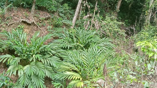 Cardamom Plants Decreasing In Kodagu District