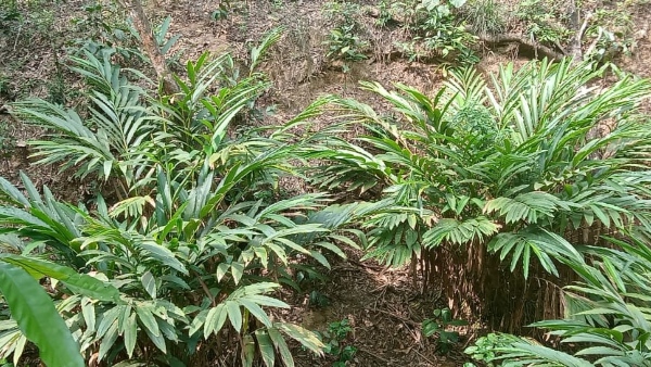 Cardamom Plants Decreasing In Kodagu District