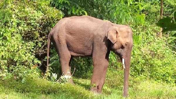 Elephant found on famous tourist spot Biligiriranga Hill s main road video viral