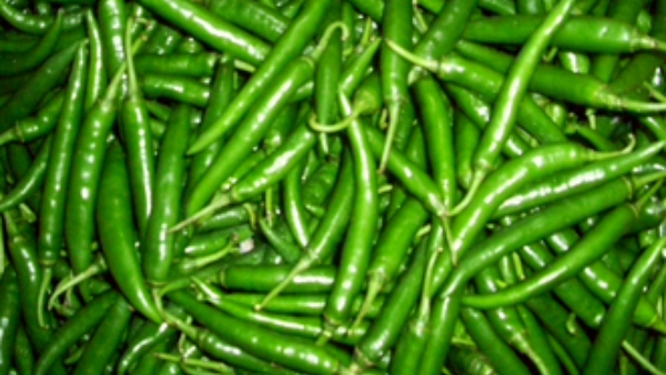 Registration Process For Chilli amp amp Pomegranate Crop Insurance Scheme Has Started At Ballari Registration Process For Chilli amp amp Pomegranate Crop Insurance Scheme Has Started At Ballari