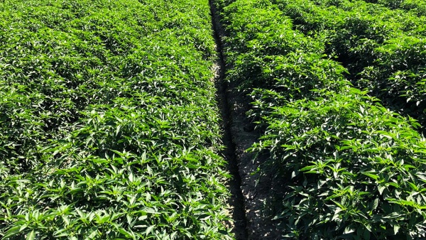 Horticulture Department Tips For Farmers To Get Good Profit In Chilli Crop