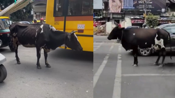 This Cows waits patiently for traffic light to turn green