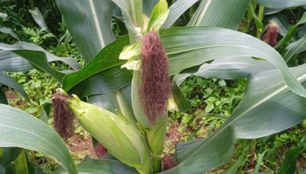 Use Of Fertilizers Agriculture Department Tips For Farmers