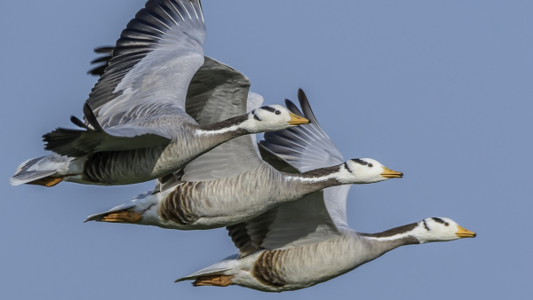 Darshan Bird Case wife Vijayalakshmi A1 accused- old case open