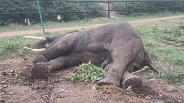 Mysuru Dasara Elephant Ashwatthama Died by Electric Shock at Nagarahole