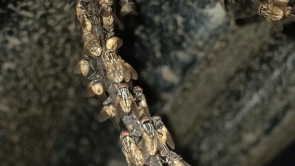 Big Offer announcement to who solved by flies problem in This village of davanagere district