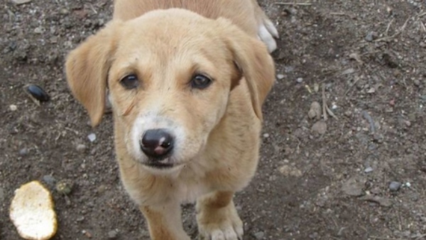 A Pet Dog Saved The Life Of A Woman Who Was Dying At Dakshina Kannada Uppinangady A Pet Dog Saved The Life Of A Woman Who Was Dying At Dakshina Kannada Uppinangady