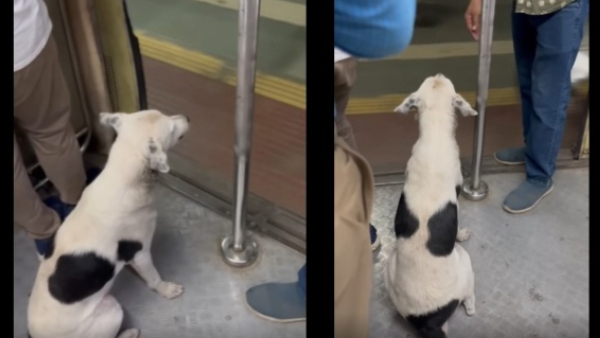 Viral Video of A Dog Traveling like a Human on Mumbai Train Has Gone Viral