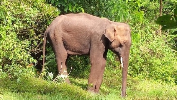 A lephant climbed mango tree in Talawadi video viral