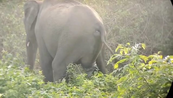 A Elephant gives birth to baby elephant in Bandipur