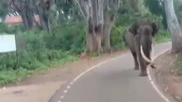 Elephant Walk on Biligiriranga Hill s main road video viral