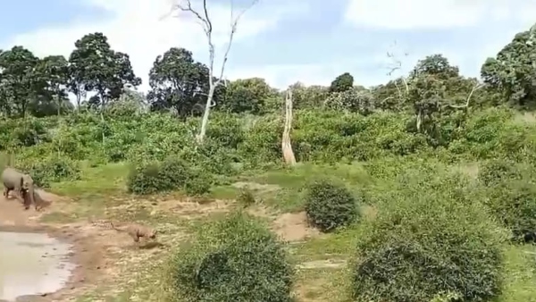 Tiger-elephant fight In Bandipur lake video viral