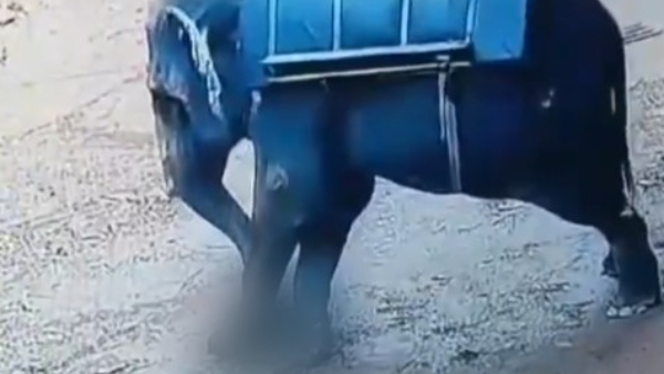Tragedy Incident Elephant Tramples Mahout to Death in Kerala Horrific Video Captured