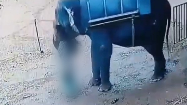 Tragedy Incident Elephant Tramples Mahout to Death in Kerala Horrific Video Captured