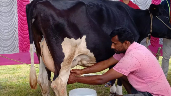 KMF Hikes Milk Price President Bheema Naik Clarification