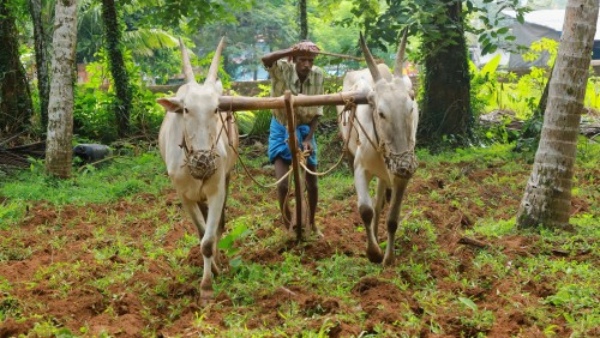 Farmers Prepare for Sowing in Dharwad District Anticipating Heavy Crop Which Crops Will Predominate