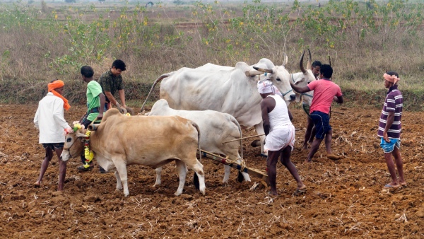 Farmers Prepare for Sowing in Dharwad District Anticipating Heavy Crop Which Crops Will Predominate