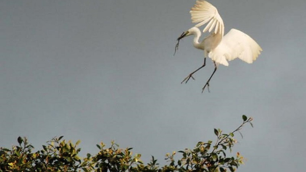 Kodagu Rain Do You Know Who Are The Foreign Guests Of The Rainy Season In Kodagu