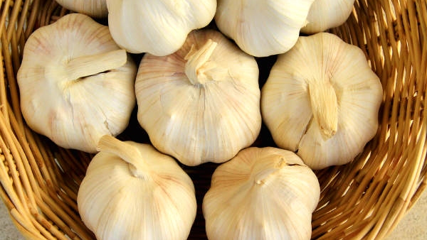 2 25 lakh rupees fraud to a garlic trader in Ramnagar 2 25 lakh rupees fraud to a garlic trader in Ramnagar