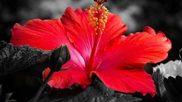home garden vastu tips hibiscus plant placing direction in kannada