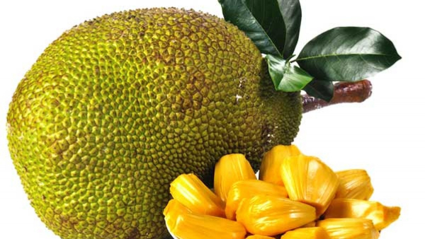 The Distinctive variety of Malnad Jackfruit got Recognition