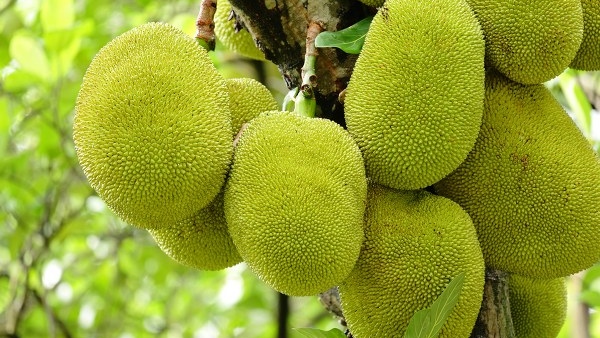 The Distinctive variety of Malnad Jackfruit got Recognition