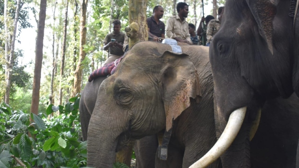 Andhra Pradesh Placed Request To Karnataka For 9 Elephants