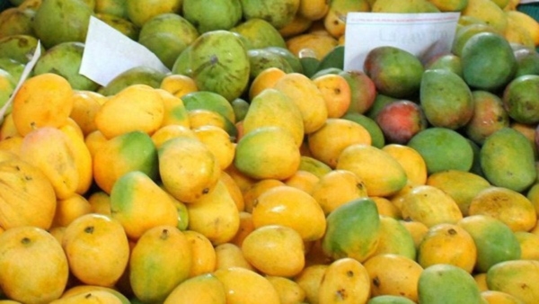 Farmers sold around 500 tonnes of mangoes at Lalbagh mango mela