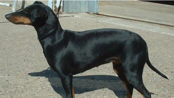 Lok Sabha Election 2024 Result Dog s prediction came true in Mysore