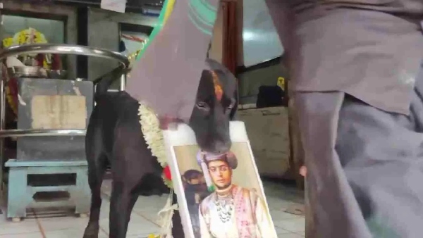 Lok Sabha Election 2024 Dog predicted who will win in Mysore