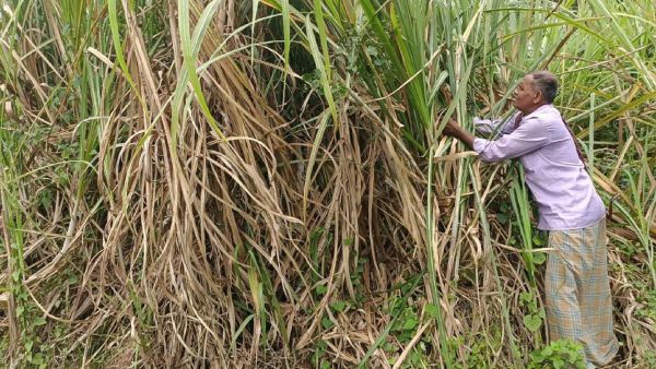 Sugarcane Shortage Hits Factories and Mills Amidst Competition