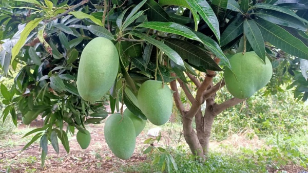 Weather Based Crop Insurance Scheme For Arecanut Crop Weather Based Crop Insurance Scheme For Arecanut Crop