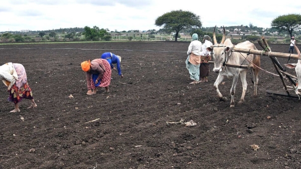 Rains Bring Back Smile On Ballari Farmers Face Rains Bring Back Smile On Ballari Farmers Face