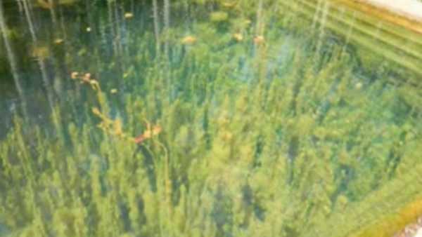 Explore the Mystical Floating Bilva Patra Leaves at Hosanagara s Guli Guli Shankara Temple