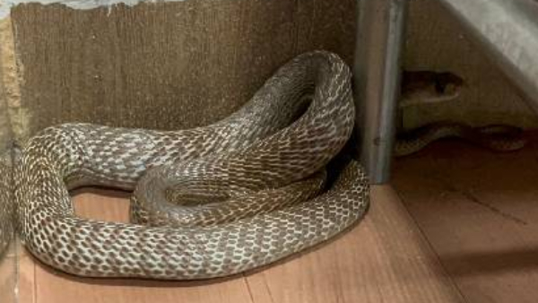 Number Of Snakes Increasing In Bengaluru After Rain
