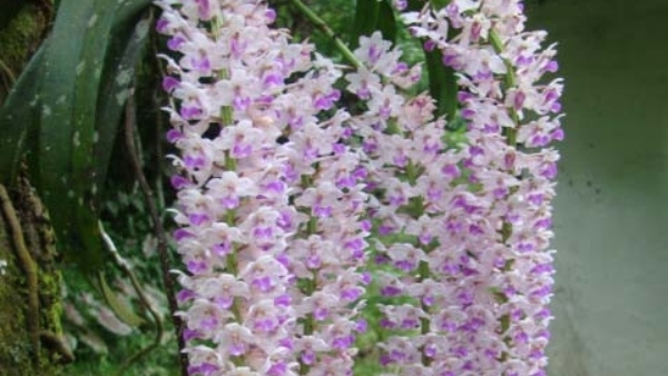 Here s The Information About Orchid Flowers