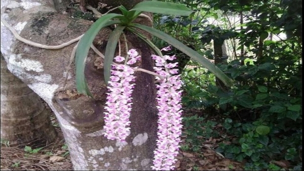 Here s The Information About Orchid Flowers