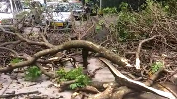 Bengaluru Monsoon created chaos Rainwater has entered the house - trees have fallen