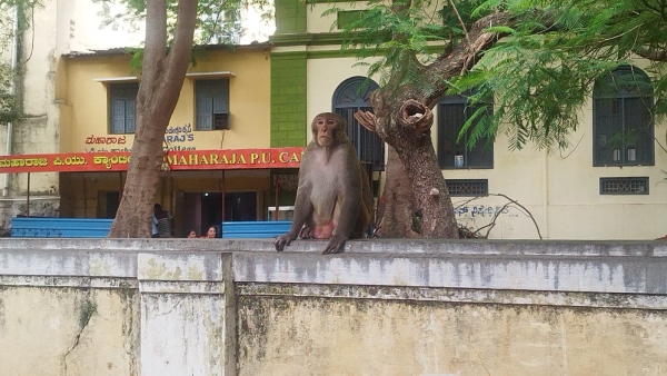 Rhesus Monkey Spotted in Mysuru City Karnataka